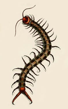 an image of a centipeus on a white background