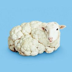 a close up of a sheep laying down with cauliflower on it's back