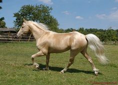 a horse is trotting in an open field