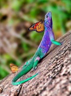 a green and purple lizard with a butterfly on it's back sitting on a tree branch