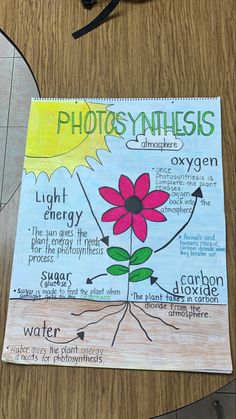 a poster on a wooden table showing photosynhiles and their functions in the plant