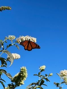 monarch butterfly blue skies Butterfly Astethic, Mariposas Aesthetic, Butterflies Aesthetic, Spring Butterfly, Wallpaper Nature Flowers, Butterfly Pictures, Monarch Butterfly, Nature Aesthetic