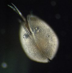 a close up view of an insect's head