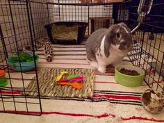 a rabbit in a cage eating out of a green bowl next to other small bowls