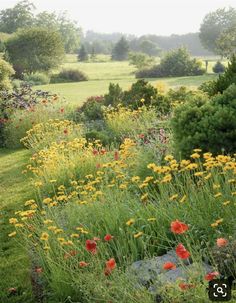 an open field with lots of flowers and trees