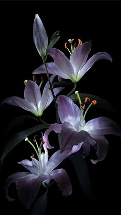 three purple flowers on a black background