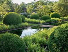 a pond surrounded by bushes and trees