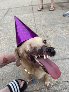 a dog wearing a purple party hat with its tongue out and it's tongue hanging out