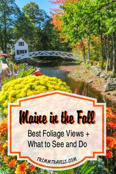 flowers and trees with the text maine in the fall best foliage views + what to see and do