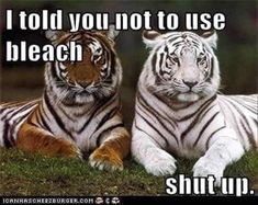 two tigers sitting next to each other on top of a grass covered field with the caption i told you not to use bleach shut up