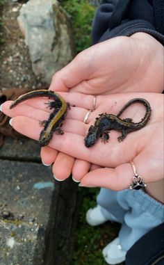 two small lizards sitting on top of someone's hand