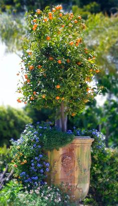 an orange tree growing in a potted planter filled with blue and white flowers