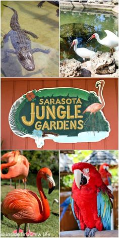 several different types of birds are shown in this collage with the words, sarasoa jungle gardens