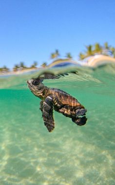 a turtle swimming in the ocean with palm trees in the background