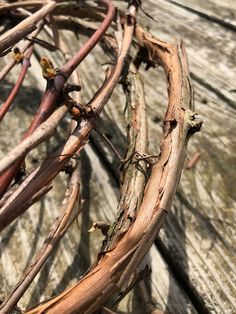 an old wooden bench with vines growing on it