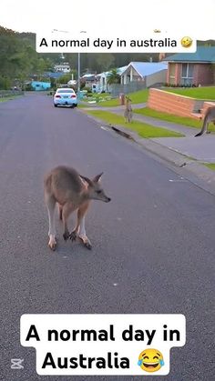 a kangaroo standing on the side of a road next to a street sign that says normal day in australia