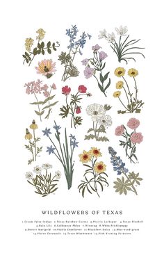 the wildflowers of texas are shown in this hand - drawn illustration, which is featured