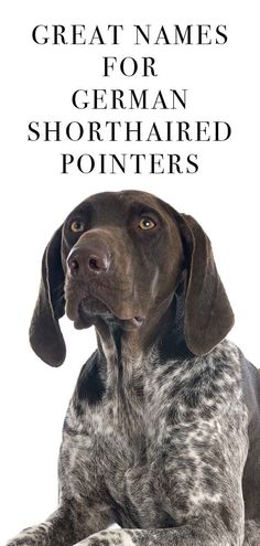 a german shorthaired pointer dog with the words great names for german shorthaired pointers