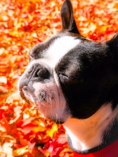 a small black and white dog standing in front of fall leaves with its eyes closed