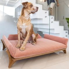 a dog sitting on top of a pink cushion in front of a man jumping up the stairs