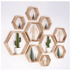 six wooden hexagonal shelves with cactus and succulents