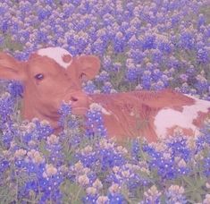 a brown and white cow laying in a field of blue flowers