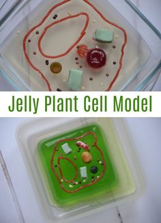 the jelly plant cell model is shown in two separate pictures, and on one side there's a green tray with red string