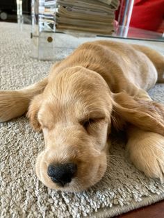 a brown dog laying on top of a rug