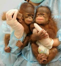 two baby oranguels are being held by someone in a surgical mask and gloves