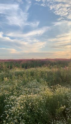 a field with wildflowers and trees in the distance under a blue sky filled with clouds