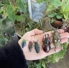 a person's hand holding four bugs in front of some potted plants and flowers