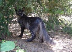 a cat is standing under a tree in the shade with its tail hanging down and it's eyes wide open