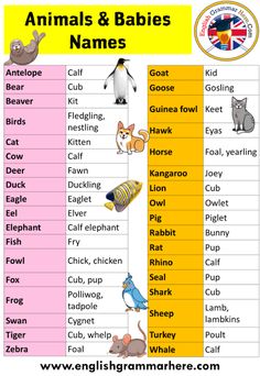 animals and babies names in english