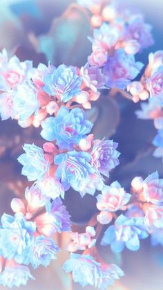 an abstract photograph of blue and pink flowers