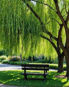 a park bench under a tree with green leaves