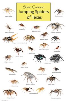 some common jumping spiders of texas, with the caption in yellow above them