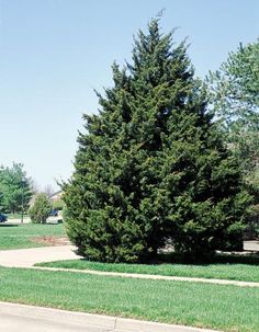 a large green tree sitting on the side of a road