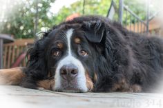 a large black and brown dog laying on the ground