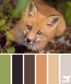 a close up of a small fox laying in the grass