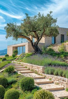 An olive tree in the middle of an ancient garden with topiary, lavender and other shrubs, a modern house is visible behind it in the Mediterranean style, photo in the style of National Geographic magazine3 Mediterranean Garden Ideas, Mediterranean Gardens, Comfortable Outdoor Furniture, Mediterranean Garden Design, Mediterranean Mansion, Mediterranean Luxury, Mediterranean Living, Mediterranean Villa