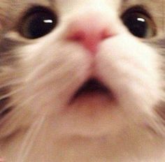 a close up of a cat's face looking at the camera with its eyes wide open