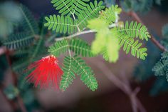 a red flower on a tree branch with green leaves