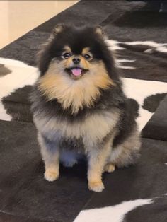 a small dog sitting on top of a black and white rug