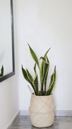 a large potted plant sitting on top of a tiled floor next to a mirror