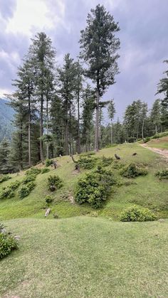 a grassy hill surrounded by trees and bushes