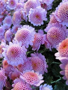 many pink flowers are growing together in the garden