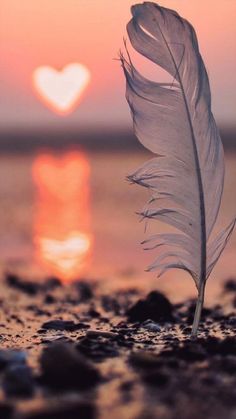 a white feather sitting on top of a sandy beach next to the ocean at sunset