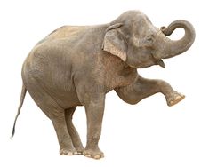 an elephant standing on its hind legs with it's trunk in the air and tusks stretched out