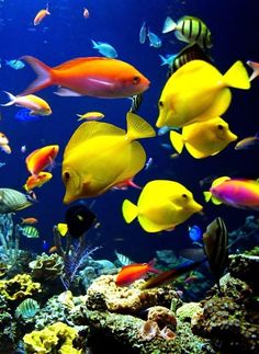 an aquarium filled with lots of colorful fish