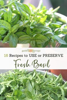 fresh basil in a bowl with text overlay reading 16 recipes to use or preserve fresh basil